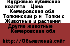 Кудрявые нубийские козлята › Цена ­ 15 000 - Кемеровская обл., Топкинский р-н, Топки с. Животные и растения » Другие животные   . Кемеровская обл.